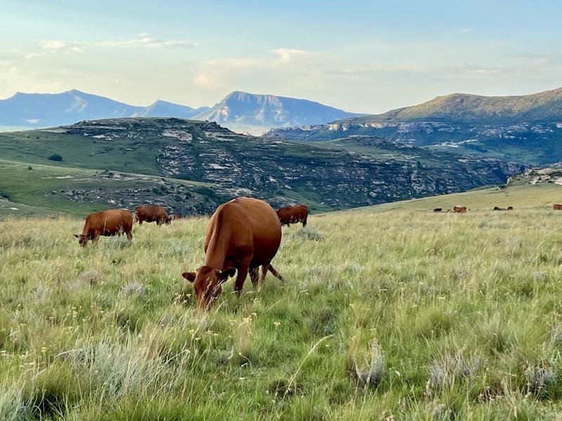 0 Bedroom Property for Sale in Fouriesburg Free State